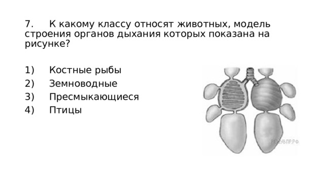 7.  К какому классу относят животных, модель строения органов дыхания которых показана на рисунке? 1)  Костные рыбы 2)  Земноводные 3)  Пресмыкающиеся 4)  Птицы 