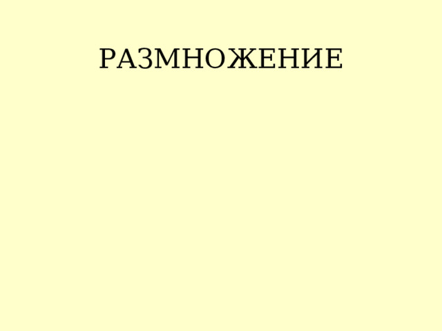 РАЗМНОЖЕНИЕ 