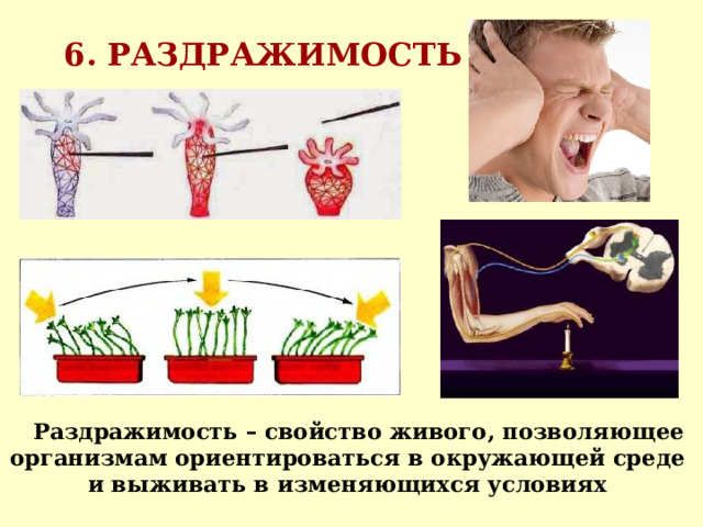 Какова роль раздражимости в жизни