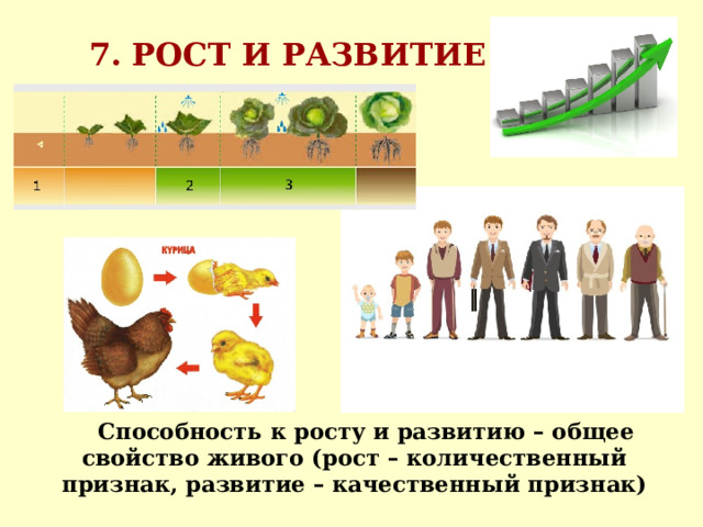 7. РОСТ И РАЗВИТИЕ  Способность к росту и развитию – общее свойство живого (рост – количественный признак, развитие – качественный признак) 