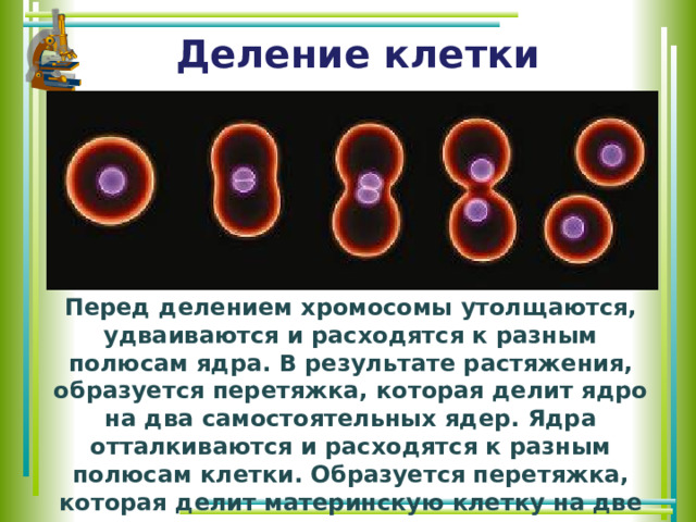 Деление клетки Перед делением хромосомы утолщаются, удваиваются и расходятся к разным полюсам ядра. В результате растяжения, образуется перетяжка, которая делит ядро на два самостоятельных ядер. Ядра отталкиваются и расходятся к разным полюсам клетки. Образуется перетяжка, которая делит материнскую клетку на две дочерние. 
