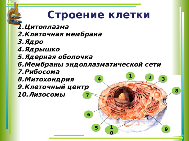 Строение клетки Цитоплазма Клеточная мембрана Ядро Ядрышко Ядерная оболочка Мембраны эндоплазматической сети Рибосома Митохондрия Клеточный центр Лизосомы 1 2 4 3 8 7 6 5 9 10 