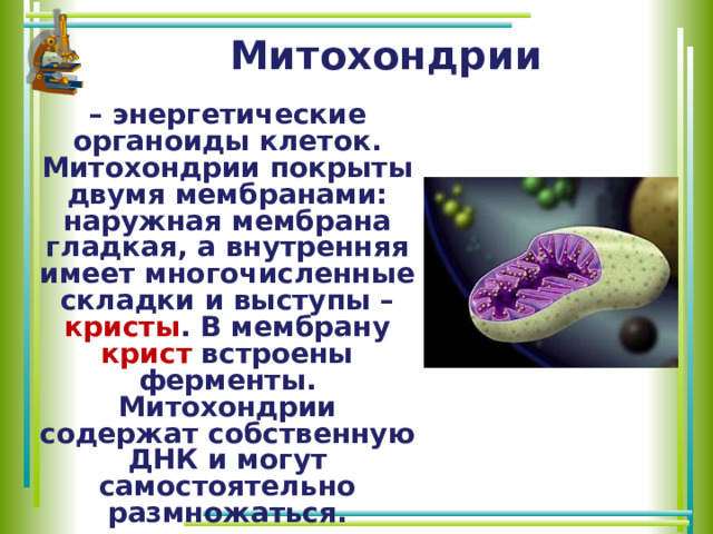 Митохондрии – энергетические органоиды клеток. Митохондрии покрыты двумя мембранами: наружная мембрана гладкая, а внутренняя имеет многочисленные складки и выступы – кристы . В мембрану крист встроены ферменты. Митохондрии содержат собственную ДНК и могут самостоятельно размножаться.  