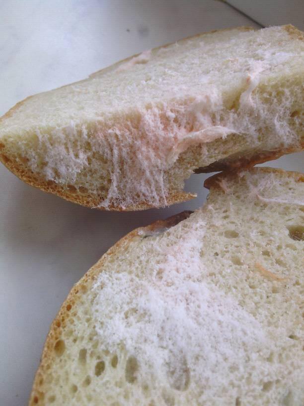 Фото белой плесени на хлебе