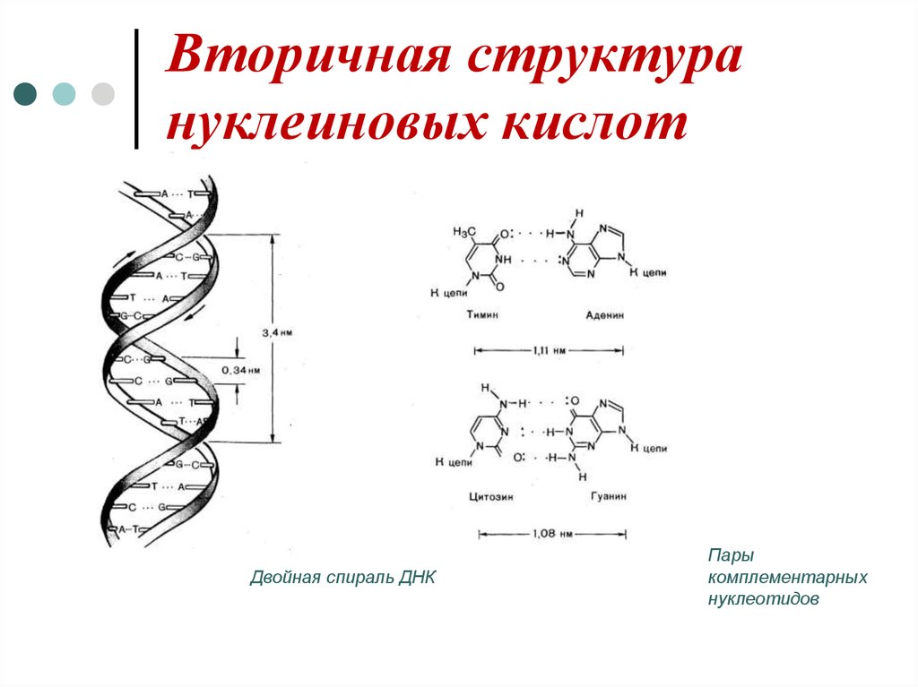 Аминокислоты нуклеотиды первичная вторичная. Вторичная вторичная структура нуклеиновых кислот. Первичная структура нуклеиновых кислот. Третичная структура нуклеиновых кислот формула. Структура нуклеиновых кислот первичная структура.