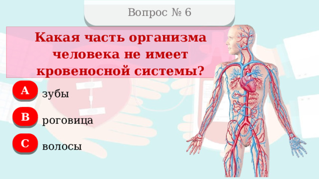 Вопрос № 6 Какая часть организма человека не имеет кровеносной системы? А зубы B роговица C волосы  
