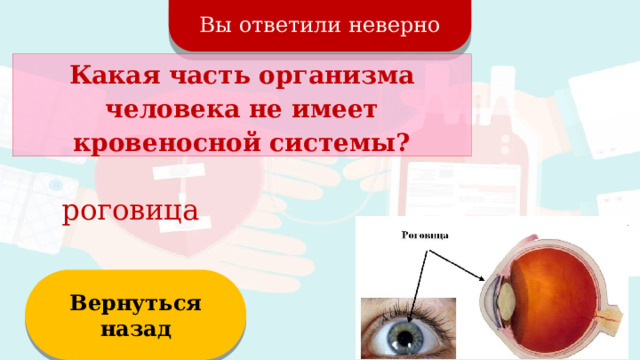 Вы ответили неверно Какая часть организма человека не имеет кровеносной системы? роговица Вернуться назад  