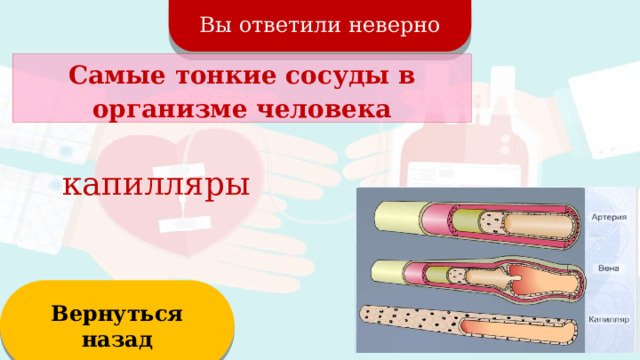 Вы ответили неверно Самые тонкие сосуды в организме человека капилляры Вернуться назад  