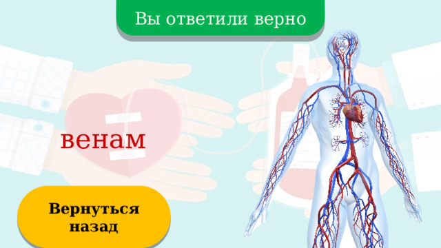 Вы ответили верно венам Вернуться назад  