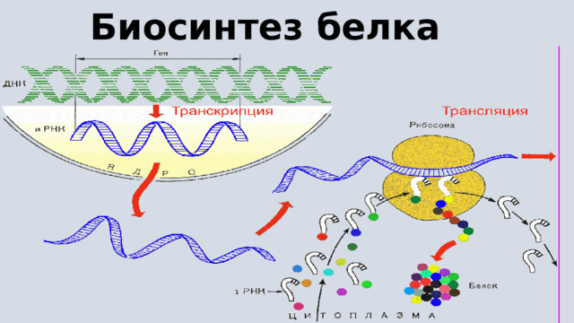 Биосинтез белка 