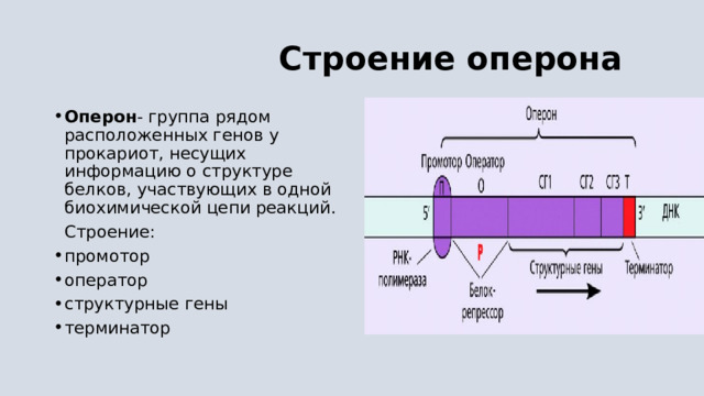  Строение оперона Оперон - группа рядом расположенных генов у прокариот, несущих информацию о структуре белков, участвующих в одной биохимической цепи реакций.  Строение: промотор оператор структурные гены терминатор 