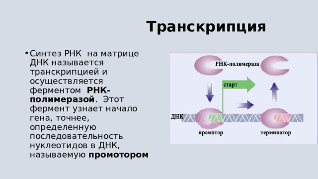  Транскрипция Синтез РНК на матрице ДНК называется транскрипцией и осуществляется ферментом   РНК-полимеразой .  Этот фермент узнает начало гена, точнее, определенную последовательность нуклеотидов в ДНК, называемую промотором 