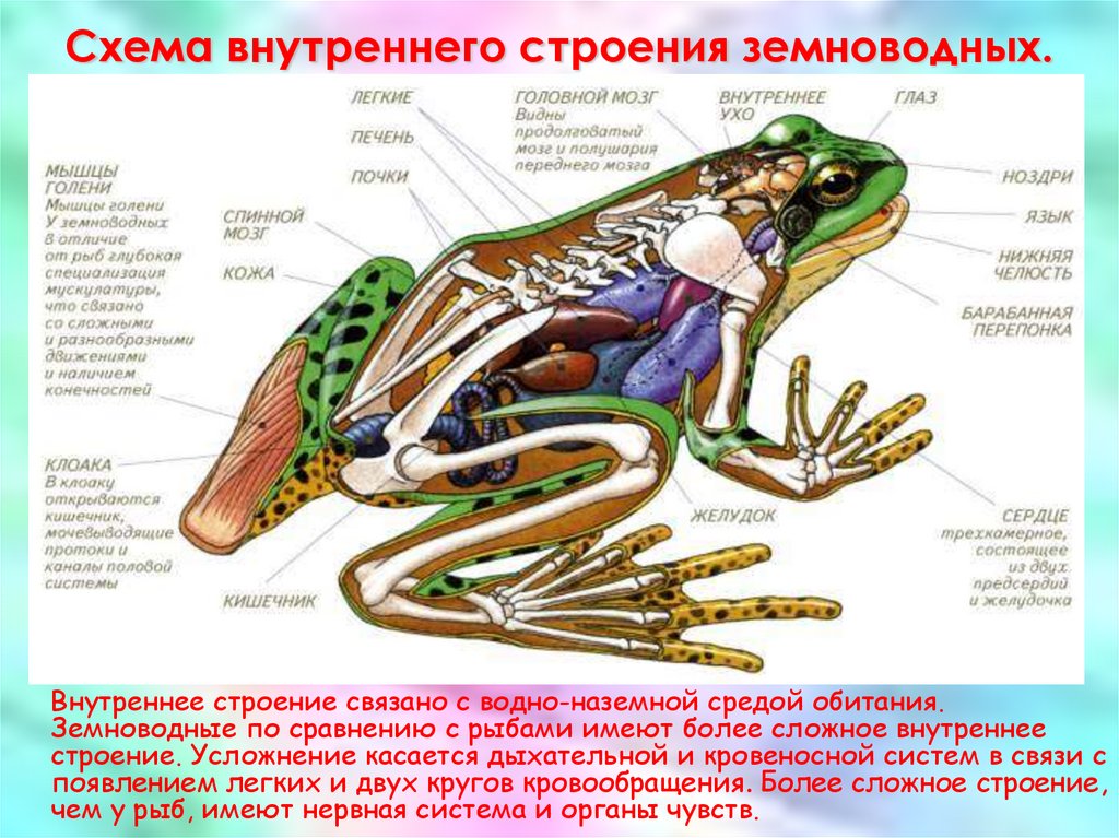 Рисунок 130 биология 7 класс