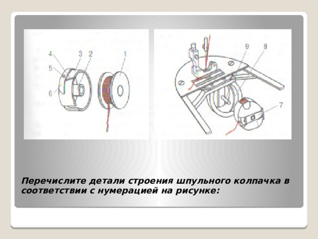 Перечислите детали строения шпульного колпачка в соответствии с нумерацией на рисунке:   