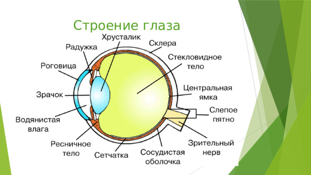 Строение глаза 