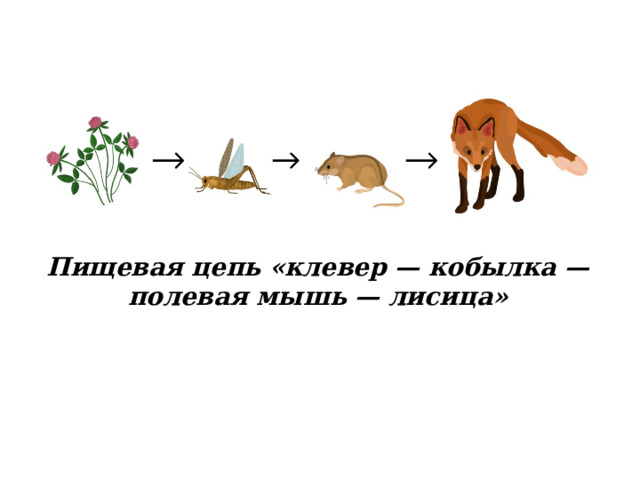 Пищевая цепь «клевер — кобылка — полевая мышь — лисица»   