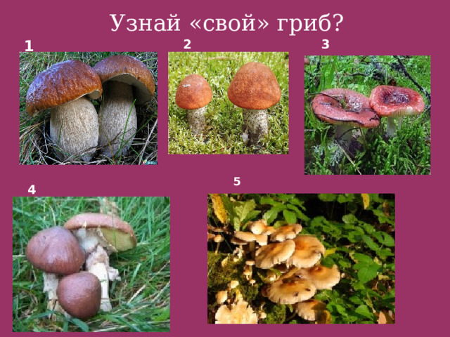 Узнай «свой» гриб? 1 2 3 5 4 