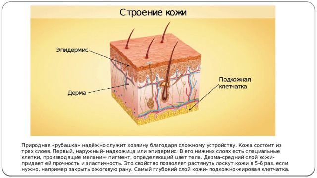 Здоровая кожа проект