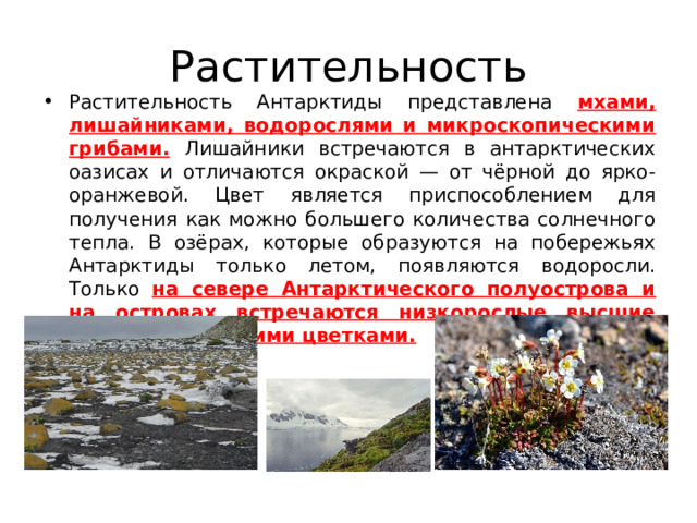 Растительность Растительность Антарктиды представлена мхами, лишайниками, водорослями и микроскопическими грибами. Лишайники встречаются в антарктических оазисах и отличаются окраской — от чёрной до ярко-оранжевой. Цвет является приспособлением для получения как можно большего количества солнечного тепла. В озёрах, которые образуются на побережьях Антарктиды только летом, появляются водоросли. Только на севере Антарктического полуострова и на островах встречаются низкорослые высшие растения с мелкими цветками. 