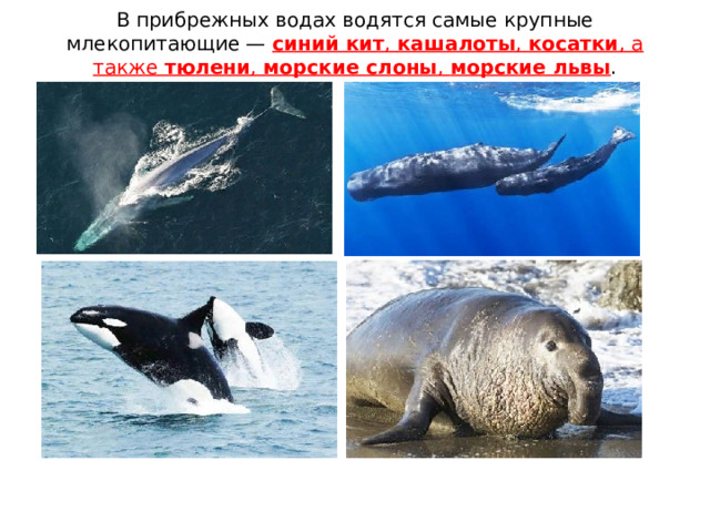 В прибрежных водах водятся самые крупные млекопитающие —  синий кит ,  кашалоты ,  косатки , а также  тюлени ,  морские слоны ,  морские львы .      