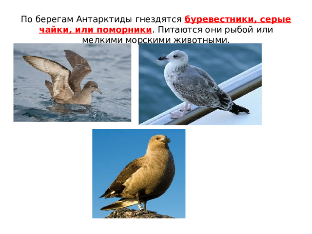 По берегам Антарктиды гнездятся буревестники, серые чайки, или поморники . Питаются они рыбой или мелкими морскими животными. 