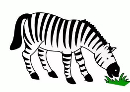 Zebra Picture For Kids