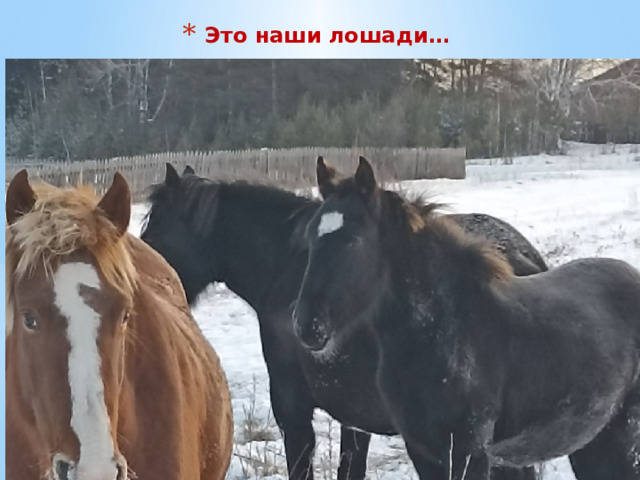Это наши лошади…  