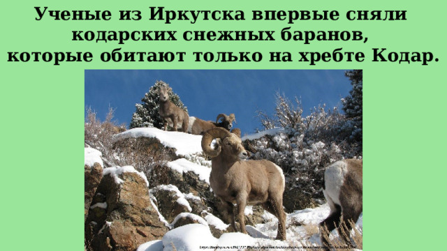 Ученые из Иркутска впервые сняли кодарских снежных баранов, которые обитают только на хребте Кодар. 