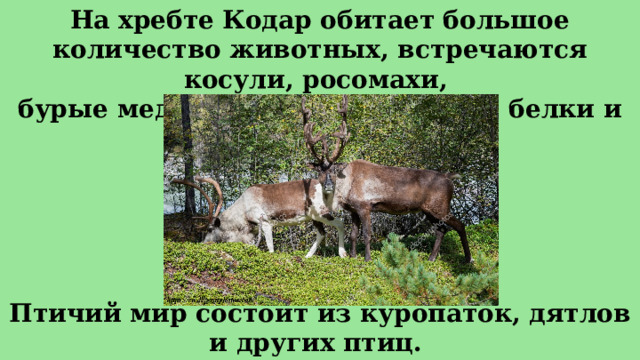 На хребте Кодар обитает большое количество животных, встречаются косули, росомахи, бурые медведи, северные олени, белки и лисицы. Птичий мир состоит из куропаток, дятлов и других птиц.  
