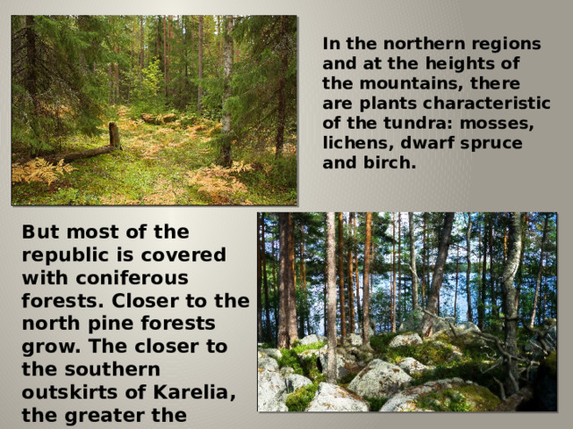 In the northern regions and at the heights of the mountains, there are plants characteristic of the tundra: mosses, lichens, dwarf spruce and birch. But most of the republic is covered with coniferous forests. Closer to the north pine forests grow. The closer to the southern outskirts of Karelia, the greater the spruce forests, which alternate mixed. 