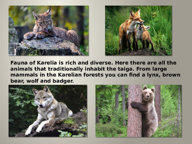 Fauna of Karelia is rich and diverse. Here there are all the animals that traditionally inhabit the taiga. From large mammals in the Karelian forests you can find a lynx, brown bear, wolf and badger. 