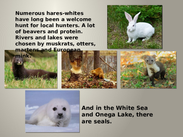 Numerous hares-whites have long been a welcome hunt for local hunters. A lot of beavers and protein. Rivers and lakes were chosen by muskrats, otters, martens and European mink. And in the White Sea and Onega Lake, there are seals. 