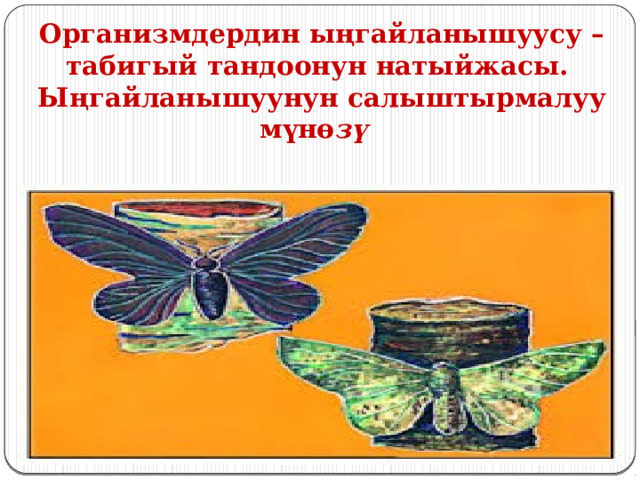  Организмдердин ыңгайланышуусу –табигый тандоонун натыйжасы.  Ыңгайланышуунун салыштырмалуу мүнө зү 