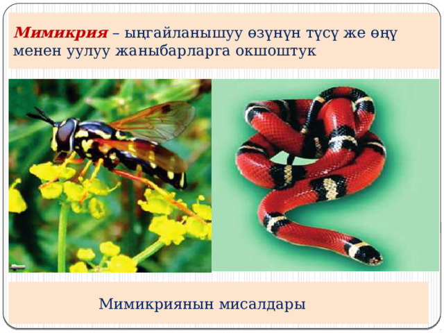 Мимикрия – ыңгайланышуу өзүнүн түсү же өңү менен уулуу жаныбарларга окшоштук  Мимикриянын мисалдары 