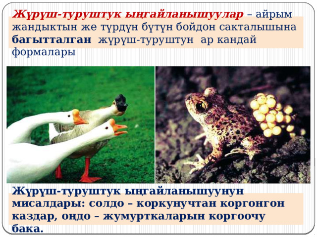 Жүрүш-туруштук ыңгайланышуулар – айрым жандыктын же түрдүн бүтүн бойдон сакталышына багытталган жүрүш-туруштун ар кандай формалары Жүрүш-туруштук ыңгайланышуунун мисалдары: солдо – коркунучтан коргонгон каздар, оңдо – жумурткаларын коргоочу бака. 