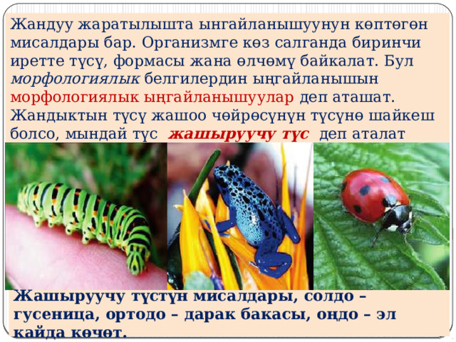 Жандуу жаратылышта ынгайланышуунун көптөгөн мисалдары бар. Организмге көз салганда биринчи иретте түсү, формасы жана өлчөмү байкалат. Бул морфологиялык белгилердин ыңгайланышын морфологиялык ыңгайланышуулар деп аташат. Жандыктын түсү жашоо чөйрөсүнүн түсүнө шайкеш болсо, мындай түс жашыруучу түс деп аталат Жашыруучу түстүн мисалдары, солдо – гусеница, ортодо – дарак бакасы, оңдо – эл кайда көчөт. 