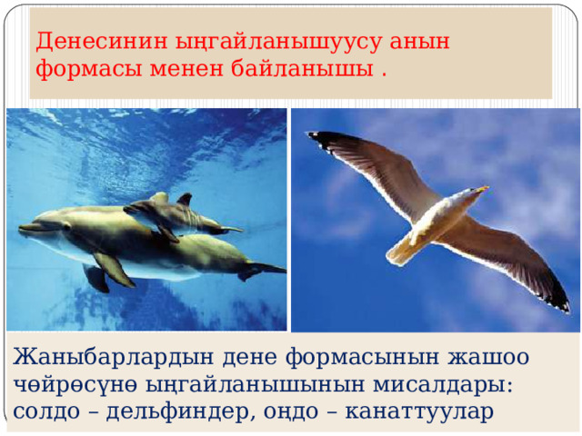 Денесинин ыңгайланышуусу анын формасы менен байланышы . Жаныбарлардын дене формасынын жашоо чөйрөсүнө ыңгайланышынын мисалдары: солдо – дельфиндер, оңдо – канаттуулар 