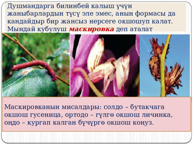 Душмандарга билинбей калыш үчүн жаныбарлардын түсү эле эмес, анын формасы да кандайдыр бир жансыз нерсеге окшошуп калат. Мындай кубулуш маскировка  деп аталат Маскировканын мисалдары: солдо – бутакчага окшош гусеница, ортодо – гүлгө окшош личинка, оңдо – кургап калган бүчүргө окшош коңуз. 