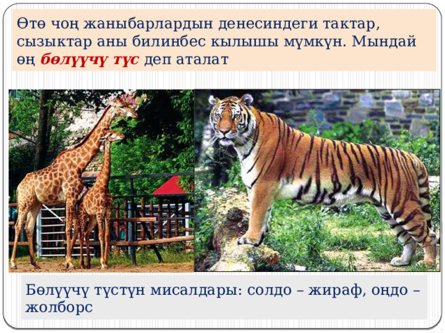 Өтө чоң жаныбарлардын денесиндеги тактар, сызыктар аны билинбес кылышы мүмкүн. Мындай өң бөлүүчү түс деп аталат Бөлүүчү түстүн мисалдары: солдо – жираф, оңдо – жолборс . 