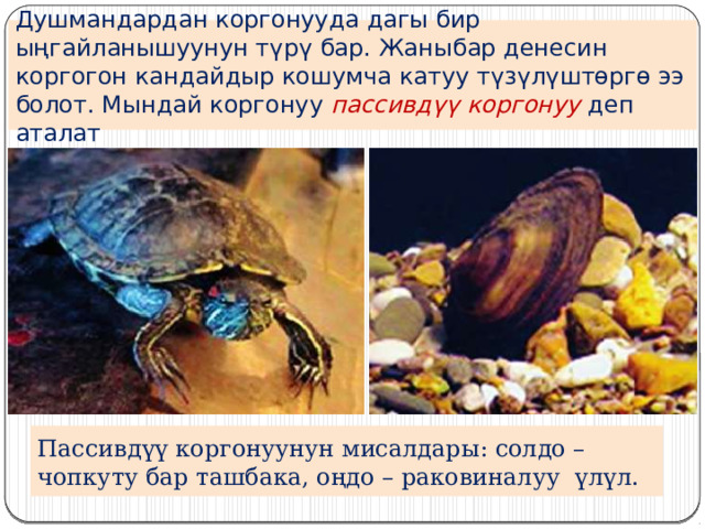 Душмандардан коргонууда дагы бир ыңгайланышуунун түрү бар. Жаныбар денесин коргогон кандайдыр кошумча катуу түзүлүштөргө ээ болот. Мындай коргонуу пассивдүү коргонуу деп аталат Пассивдүү коргонуунун мисалдары: солдо – чопкуту бар ташбака, оңдо – раковиналуу үлүл. 