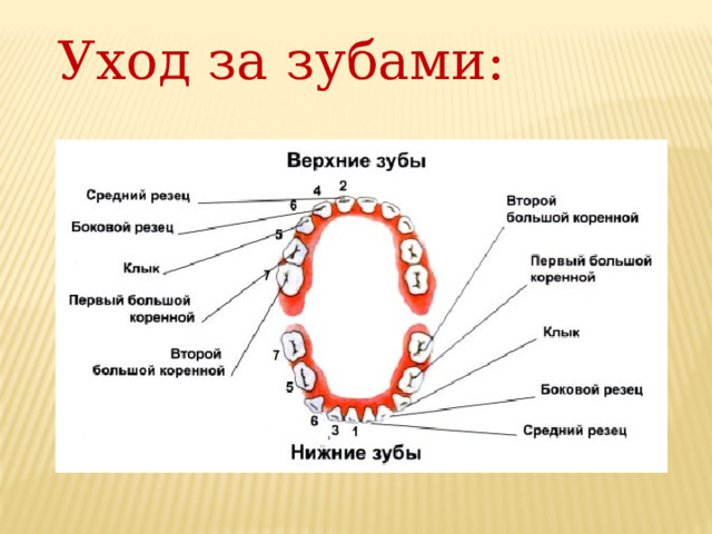 Уход за зубами: 