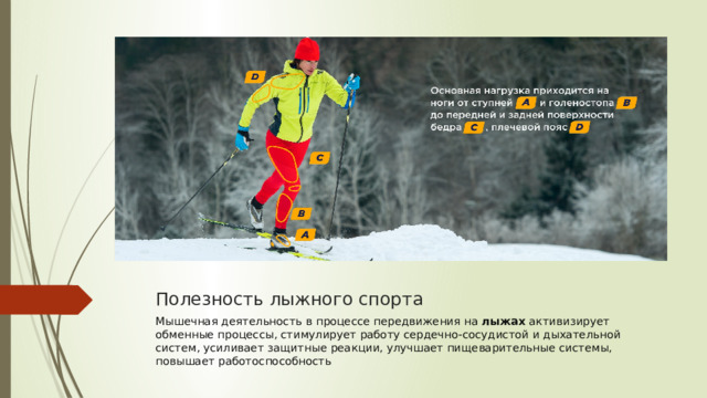 Полезность лыжного спорта Мышечная деятельность в процессе передвижения на  лыжах  активизирует обменные процессы, стимулирует работу сердечно-сосудистой и дыхательной систем, усиливает защитные реакции, улучшает пищеварительные системы, повышает работоспособность 