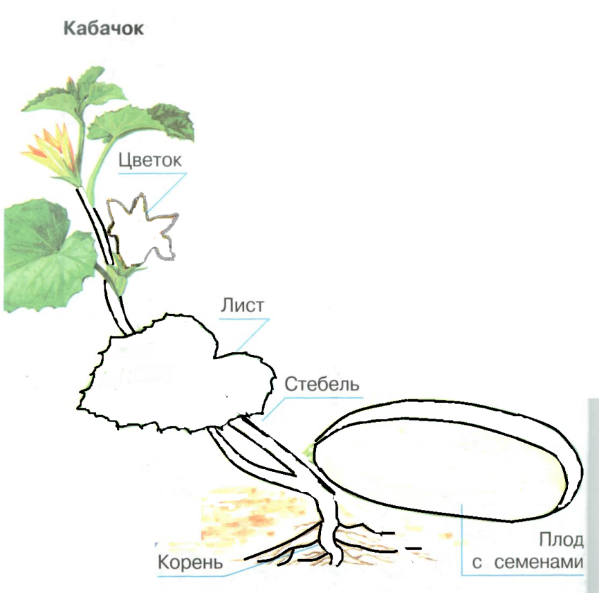 Строение растения огурца рисунок