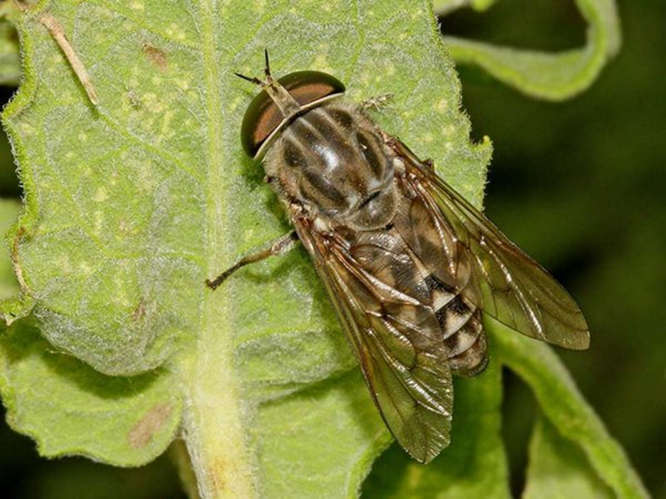 Овод насекомое и слепень разница. Слепень и Овод. Слепни (Tabanidae). Слепень златоглазка. Олений слепень.