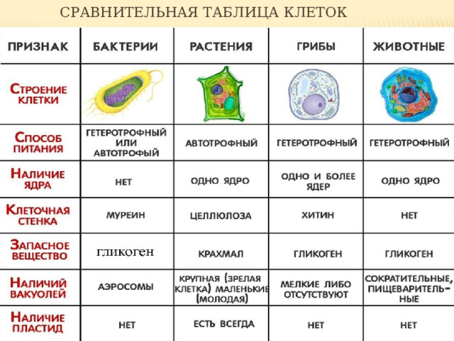  Сравнительная таблица клеток 