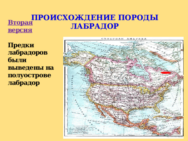 ПРОИСХОЖДЕНИЕ ПОРОДЫ ЛАБРАДОР Вторая версия   Предки лабрадоров были выведены на полуострове лабрадор 