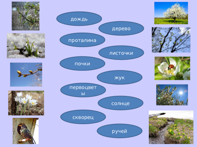 дождь дерево проталина листочки почки жук первоцветы солнце скворец ручей 
