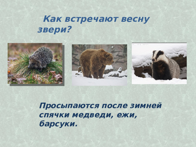    Как встречают весну звери?   Просыпаются после зимней спячки медведи, ежи, барсуки. 