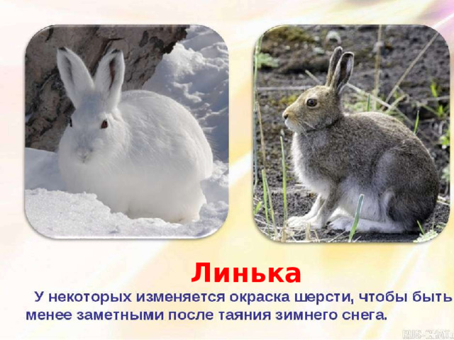  Линька 