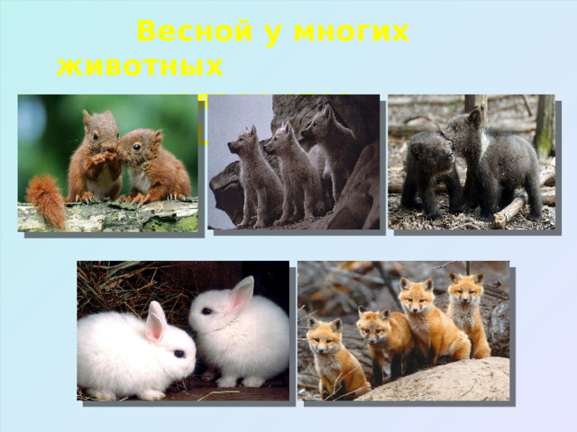  Весной у многих животных  появляются ДЕТЁНЫШИ 